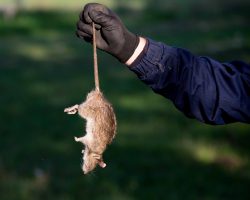 Farmer with protective gloves holding dead rat for tail on farm. Rodenticide concept in agriculture